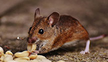 24 Hour & Emergency Exterminators in Grasston, MN